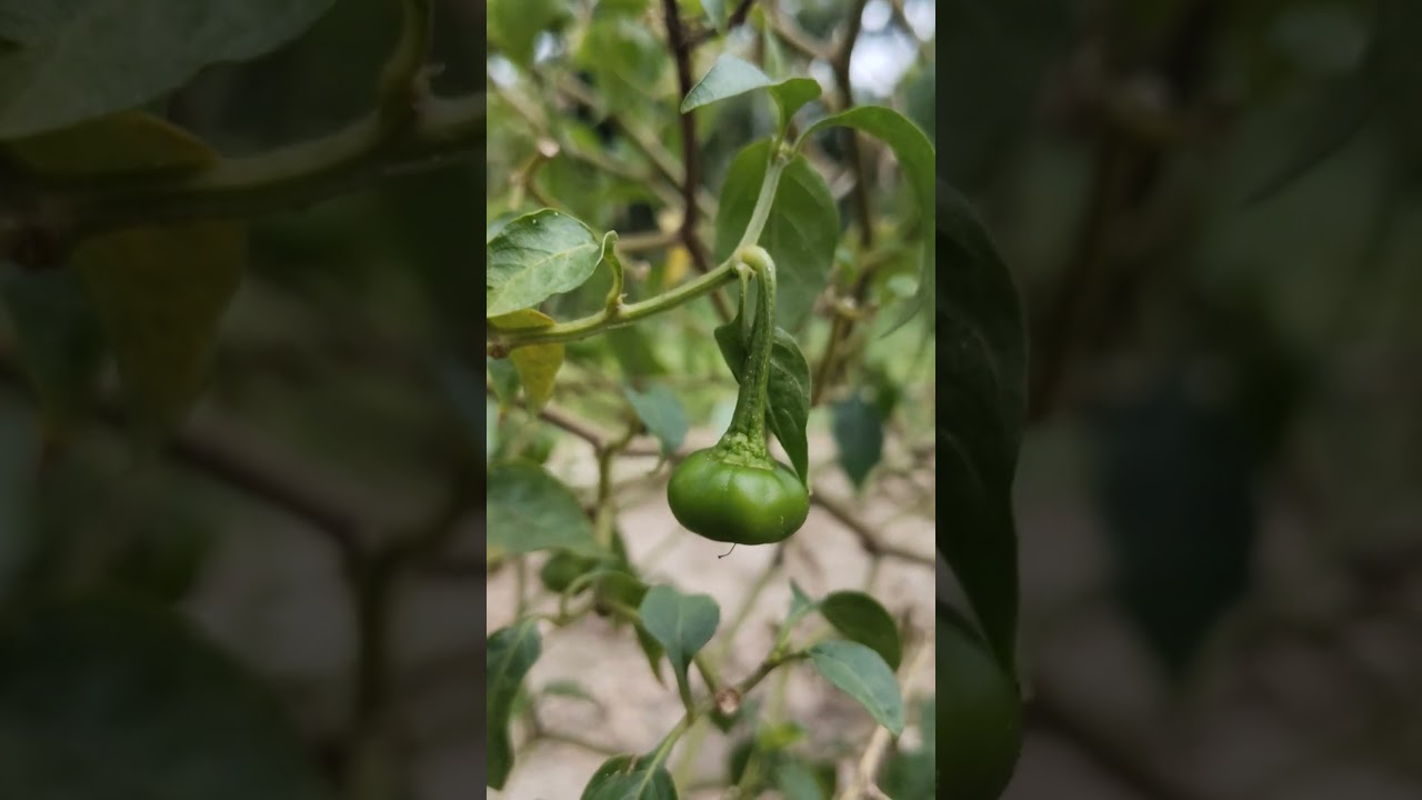 #mirchi