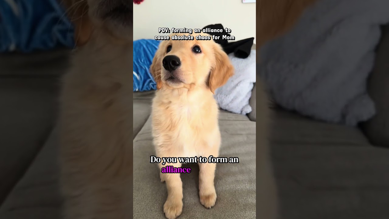 POV: teaming up with the tiny human😁🤝🏻