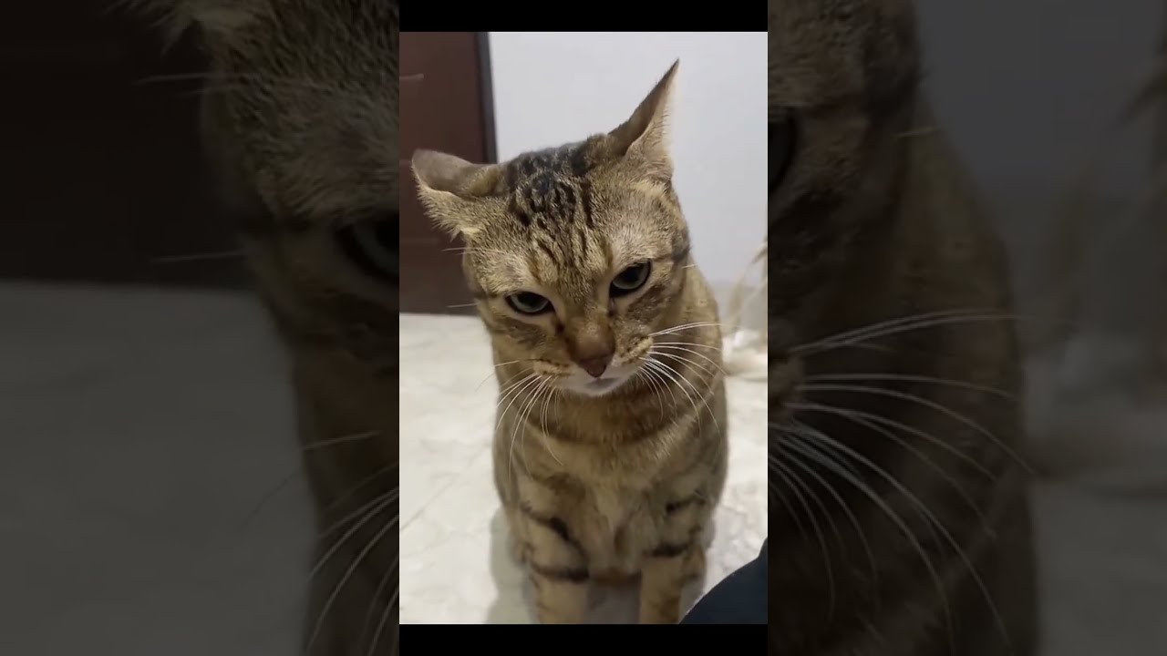 Top 5 Kucing Marah