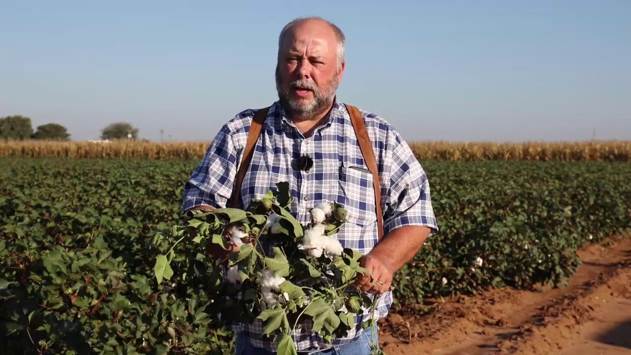 Assessing Cotton Maturity for Harvest Aid Applications
