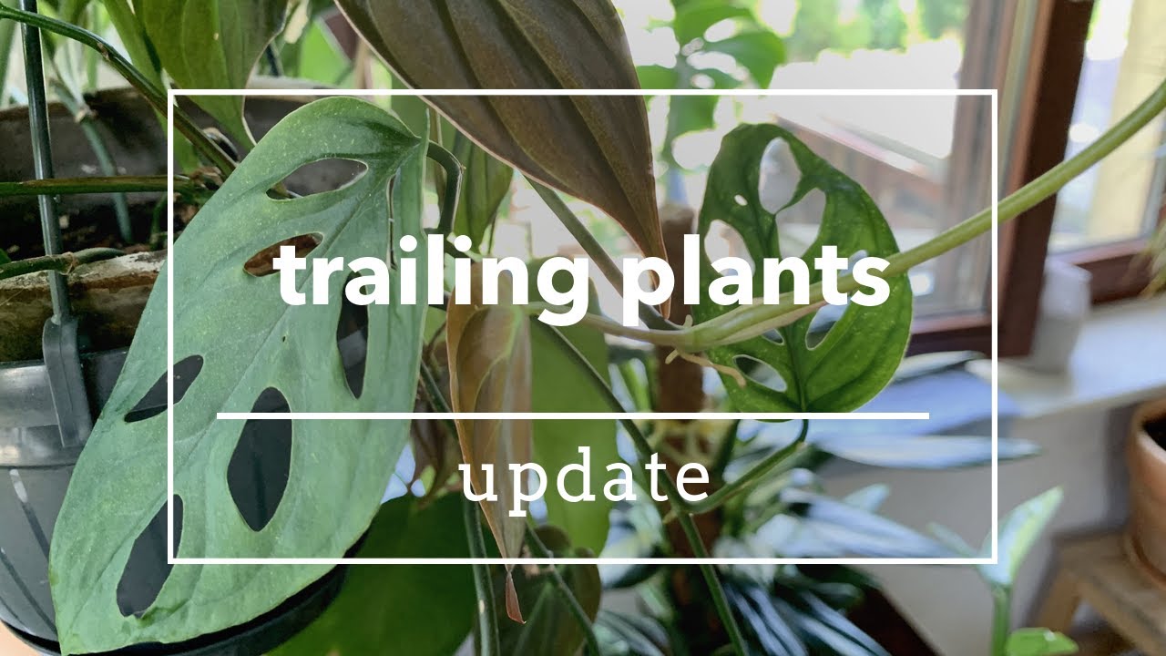 Plant Tour - Trailing Plants