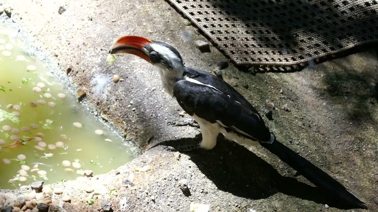 Von Der Decken's Hornbill Aviary LA Zoo Los Angeles California September 9, 2024 Summer 103 Degrees