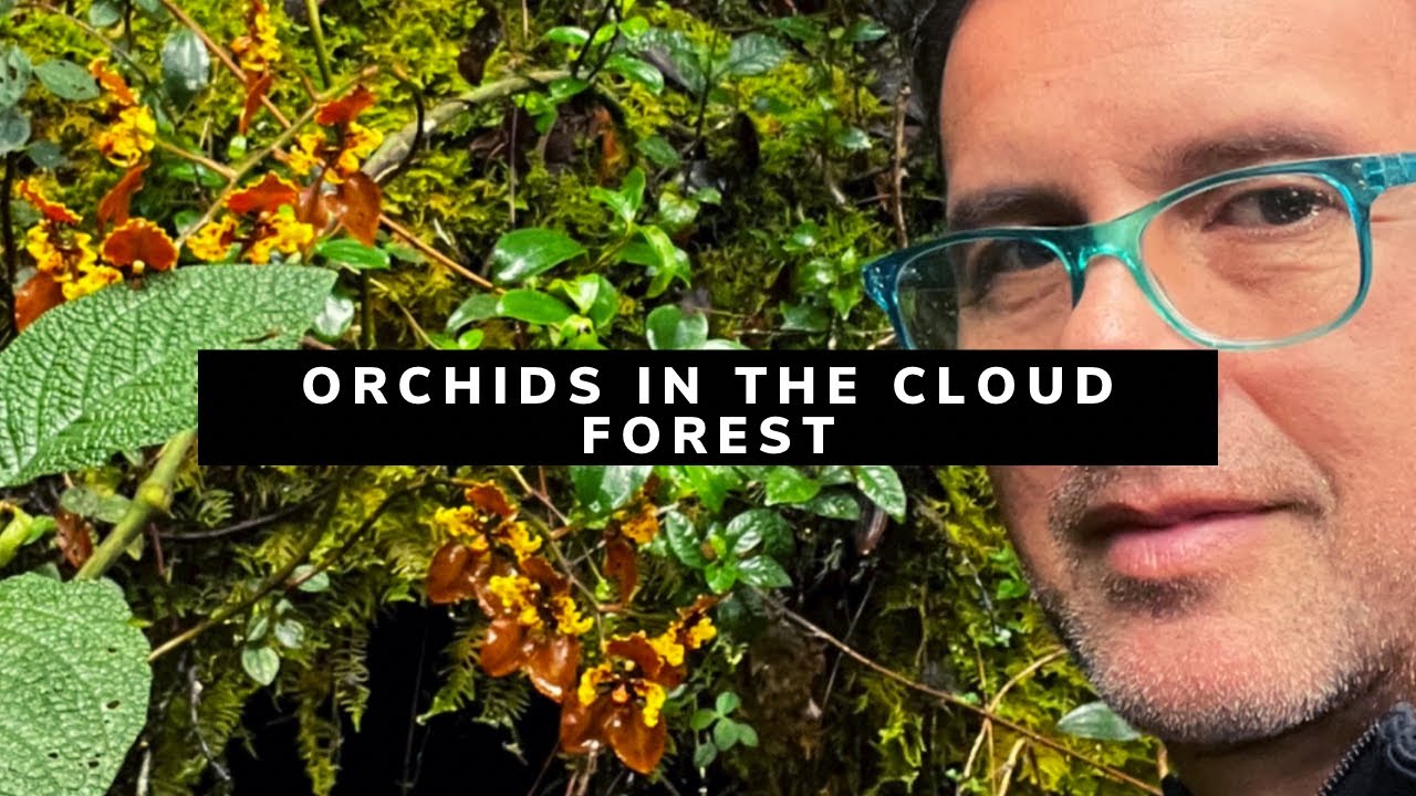 Orchids in Cloud forest 4 nov 2023