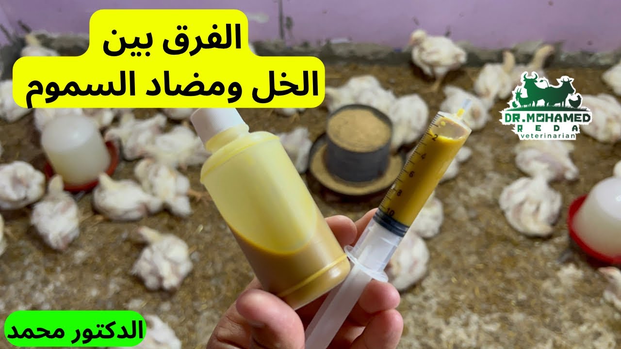 الفرق بين الخل ومضاد السموم ✅ الخل خطأ يخلي فراخك سرده ⁉️