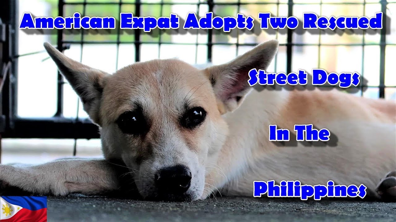AMERICAN EXPAT ADOPTS TWO STREET RESCUE DOGS IN THE PHILIPPINES
