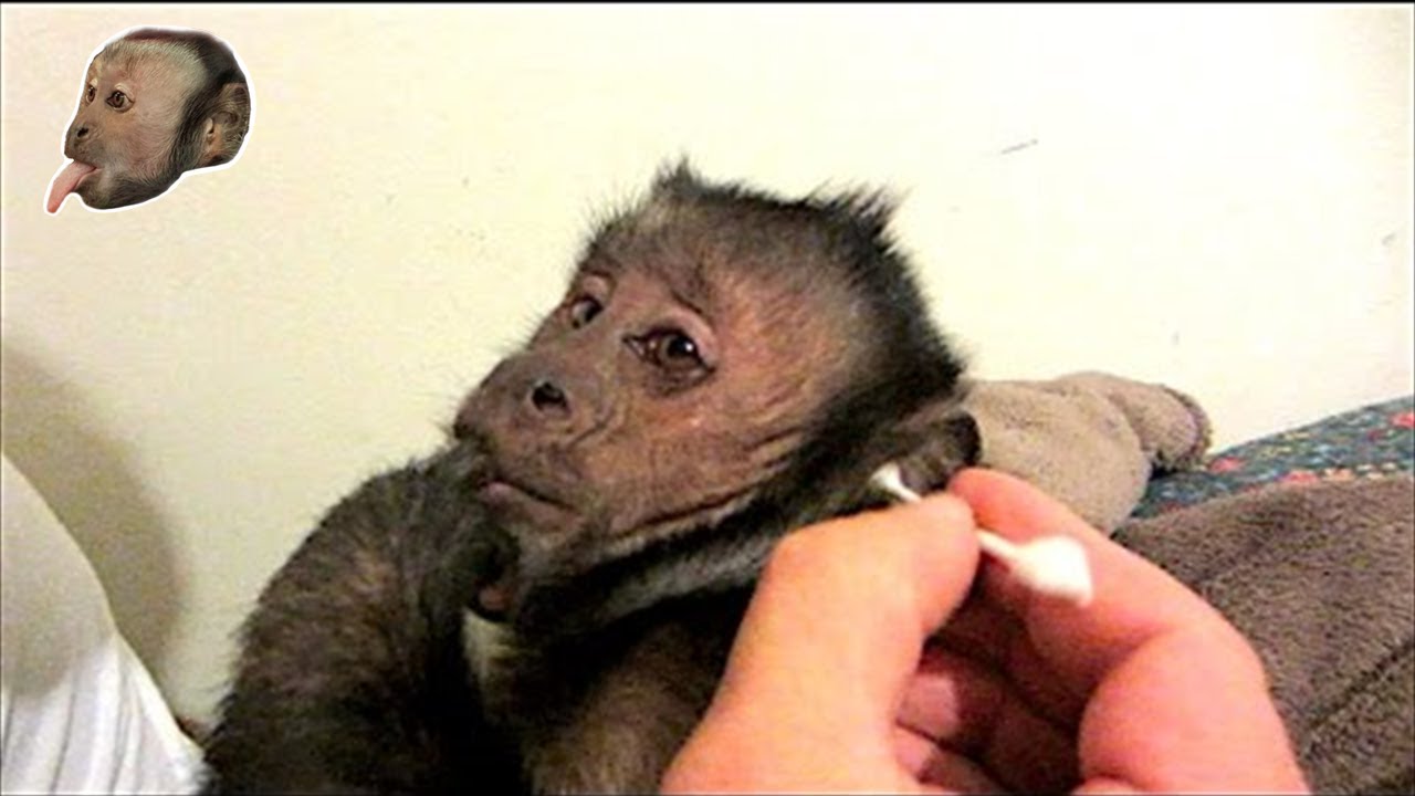 Capuchin Monkey Q-Tip Ear Cleaning 