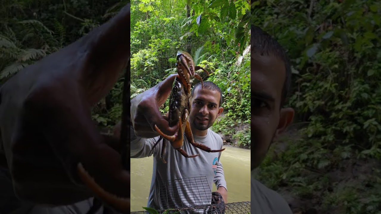 pesca de camarones y bruquenas 🦞🦀🇵🇷