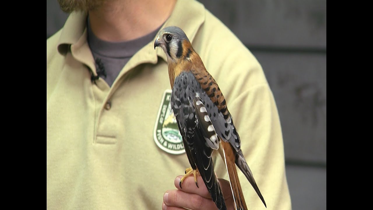 Raptors of Kentucky