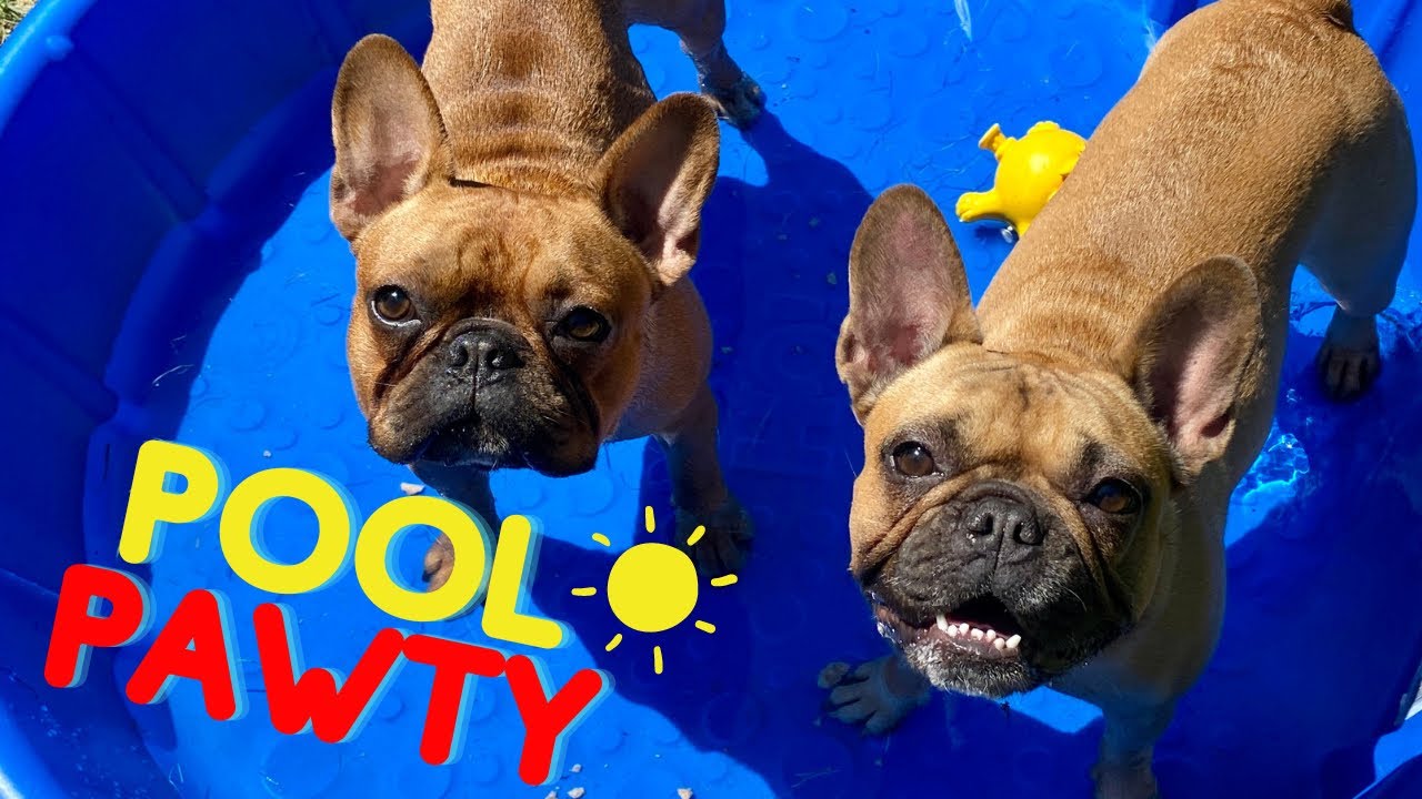My Dogs Get a New Doggy Pool! | French Bulldog Pool Party 🐶💦☀️