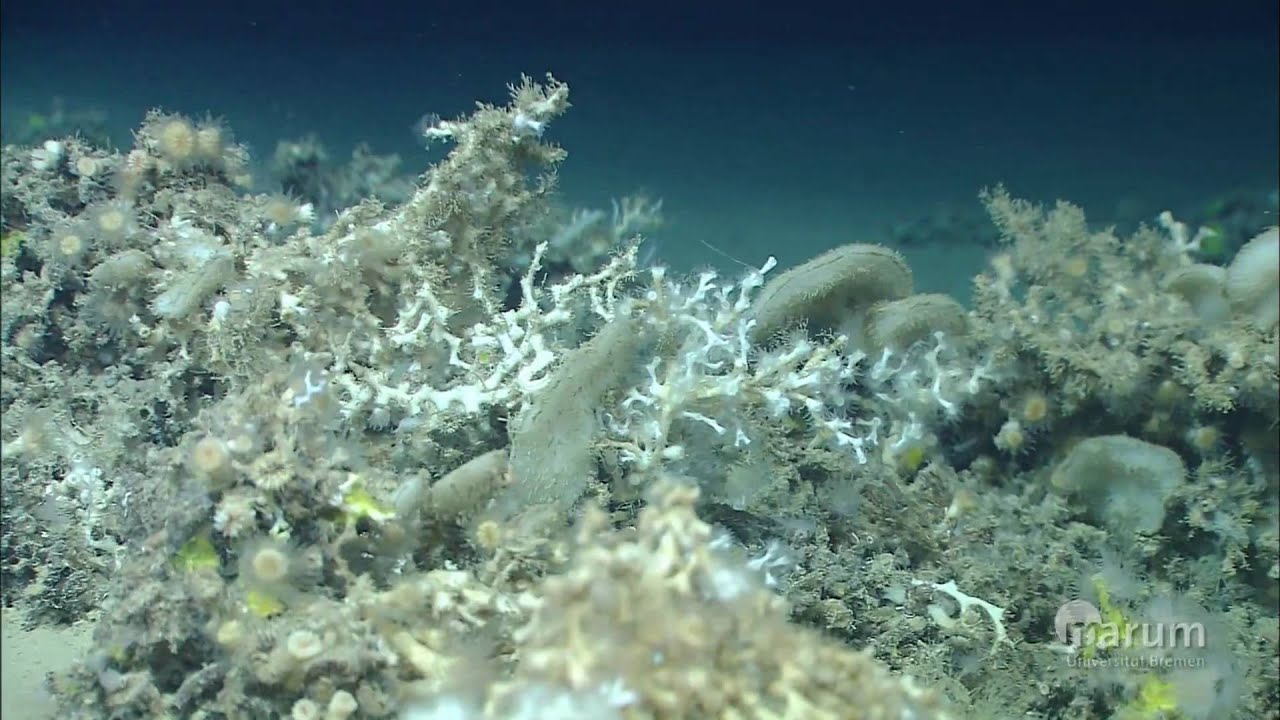 Cold Water Corals