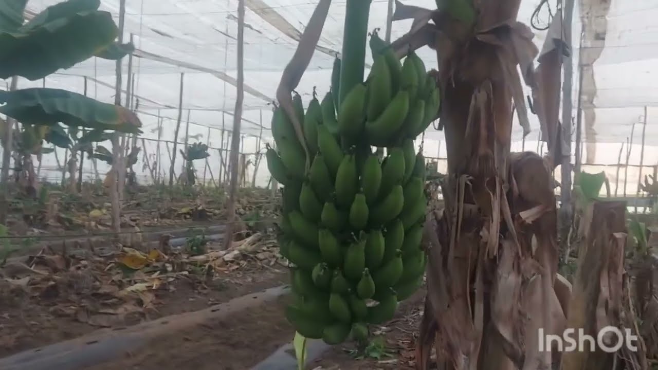 واخيرا جيت لفيرما الجو واعر كلشي تبدل#ferma#maroc#nature#