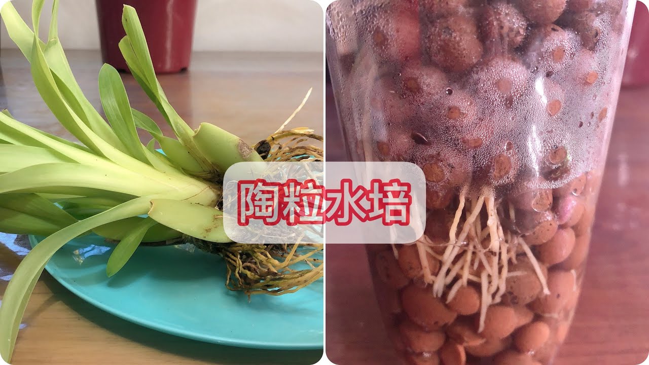 文心兰或堇花兰转陶粒水培详细过程
