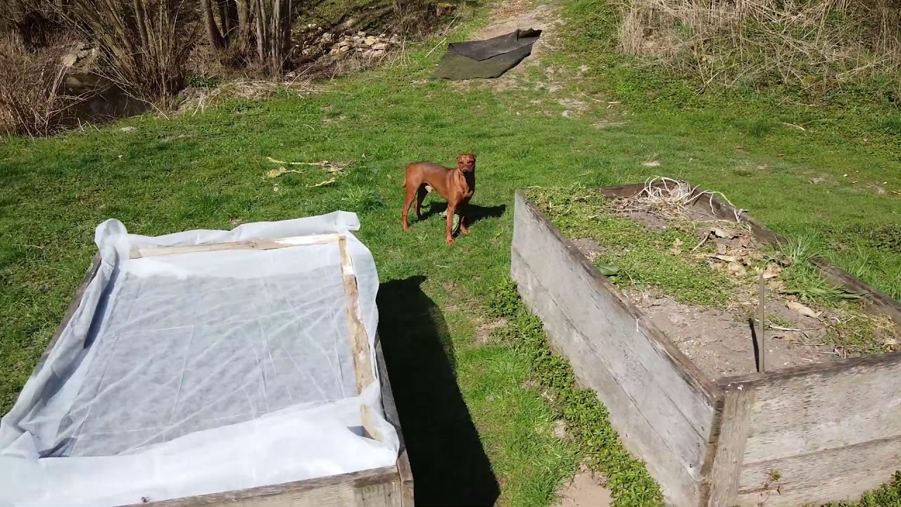 Deutscher Pinscher im Garten unterwegs