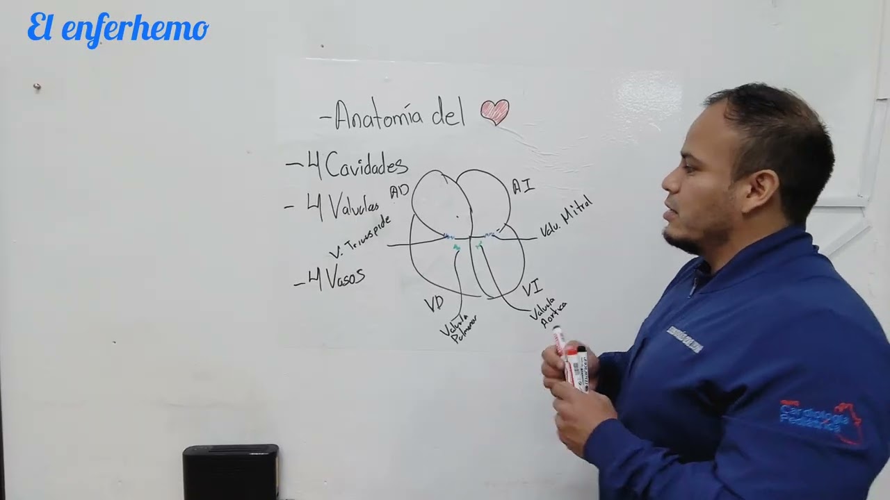 Anatomía del corazón