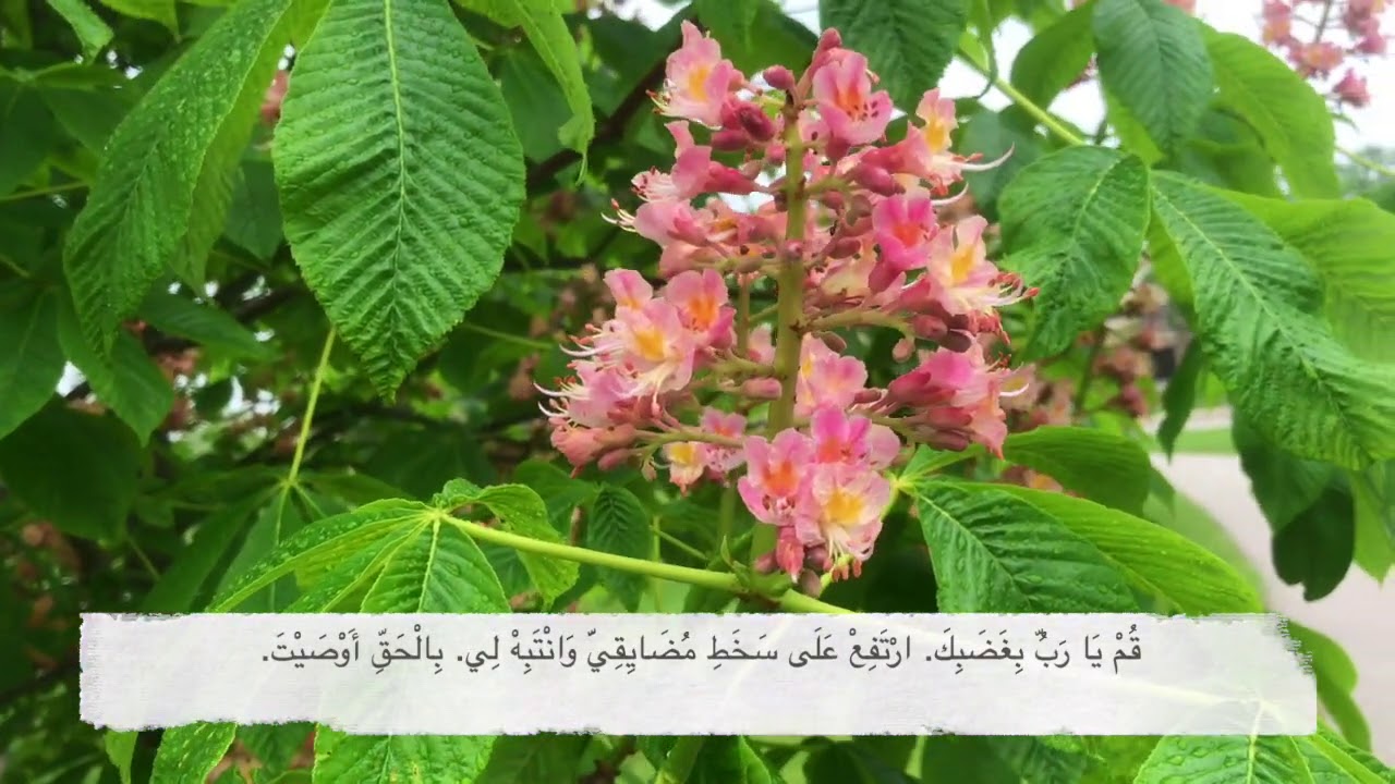 Psalm 7 - سفر المزامير ٧