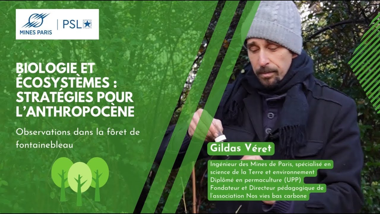 L'écosystème forestier observé en Forêt de Fontainebleau (6/8)