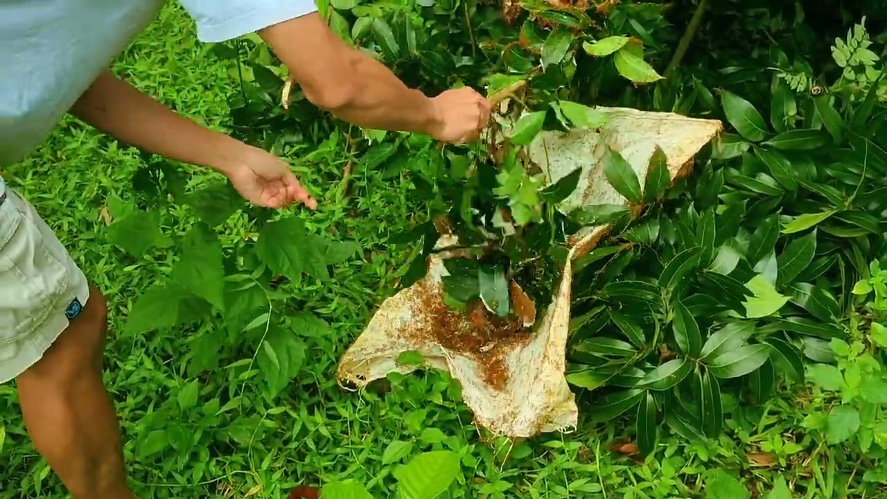 Kroto sangat bagus Buat Burung..Pengambilan Kroto 