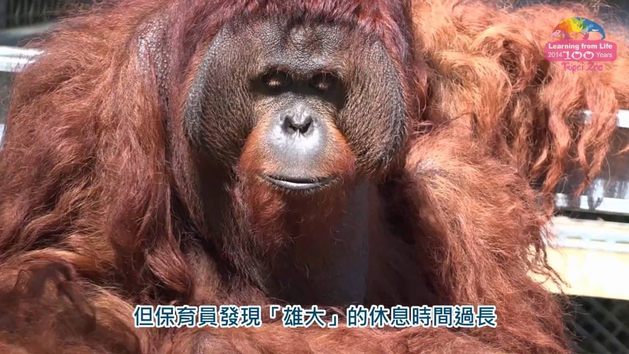 動物園推行為豐富化-婆羅洲人猿反應各異Behavior Enrichment of Orangutan