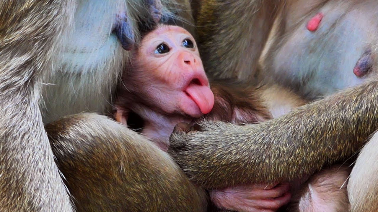 Cute baby Sylvia showing flexes so beautiful, Wonderful Amber's troop  families monkey