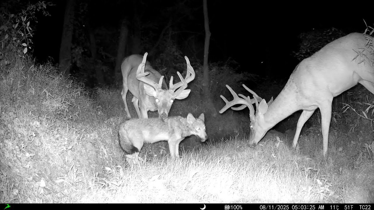 A PERFECT Spot for Camera: Trail Cam Highlights 10.16.25