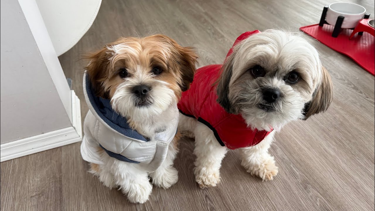 Snow fun with @Mr.Tobyshihtzu and Mika!(Shih Tzu)🐕‍🦺❄️🥰