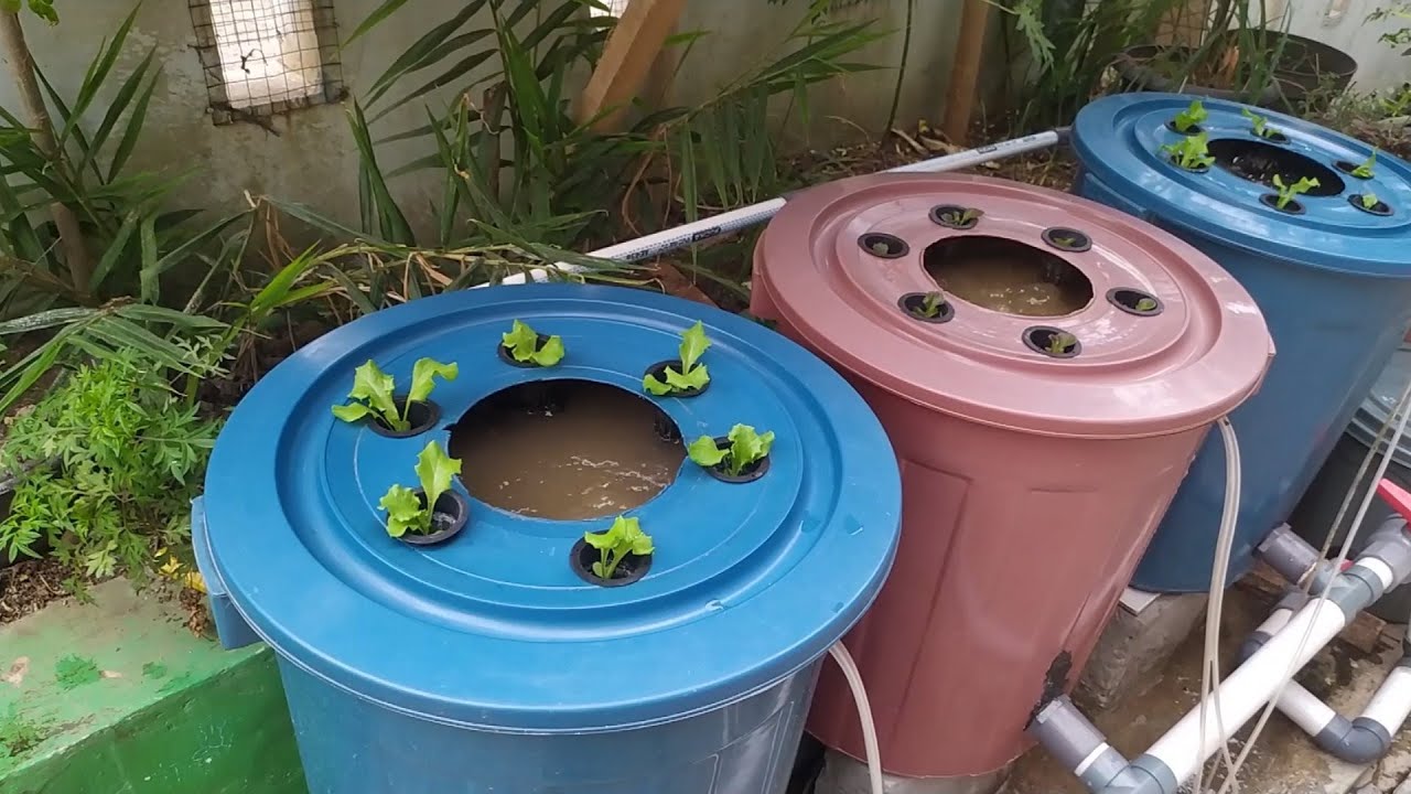 Разведение сома с системой Aquaponic