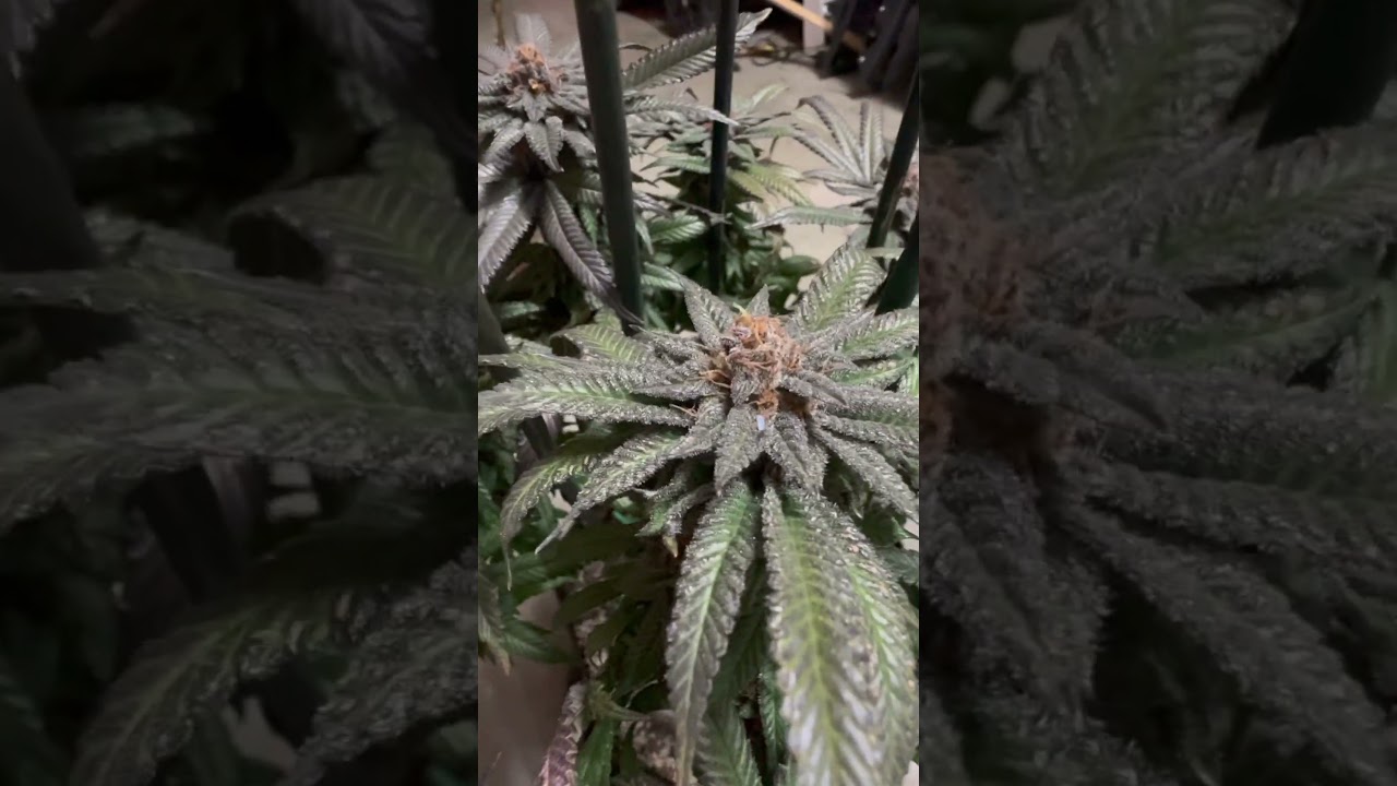 Humboldt CSI Grandaddy Purple! The real GDP! #420 #medicalmarijuanapatient #cannabiscultivation