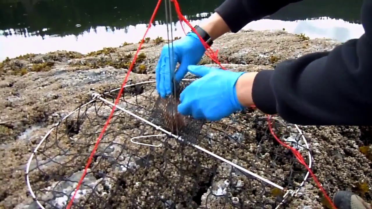 How to Crab, Field Dress, & Cook Dungeness and Red Rock Crabs