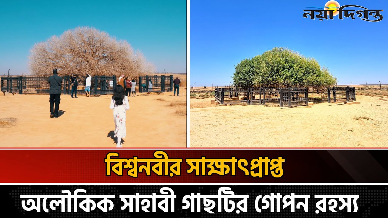 মহানবীর সাক্ষাৎ প্রাপ্ত সাহাবী গাছটি কী এখনও বেঁচে আছে? | Sahabi Tree | Naya Diganta