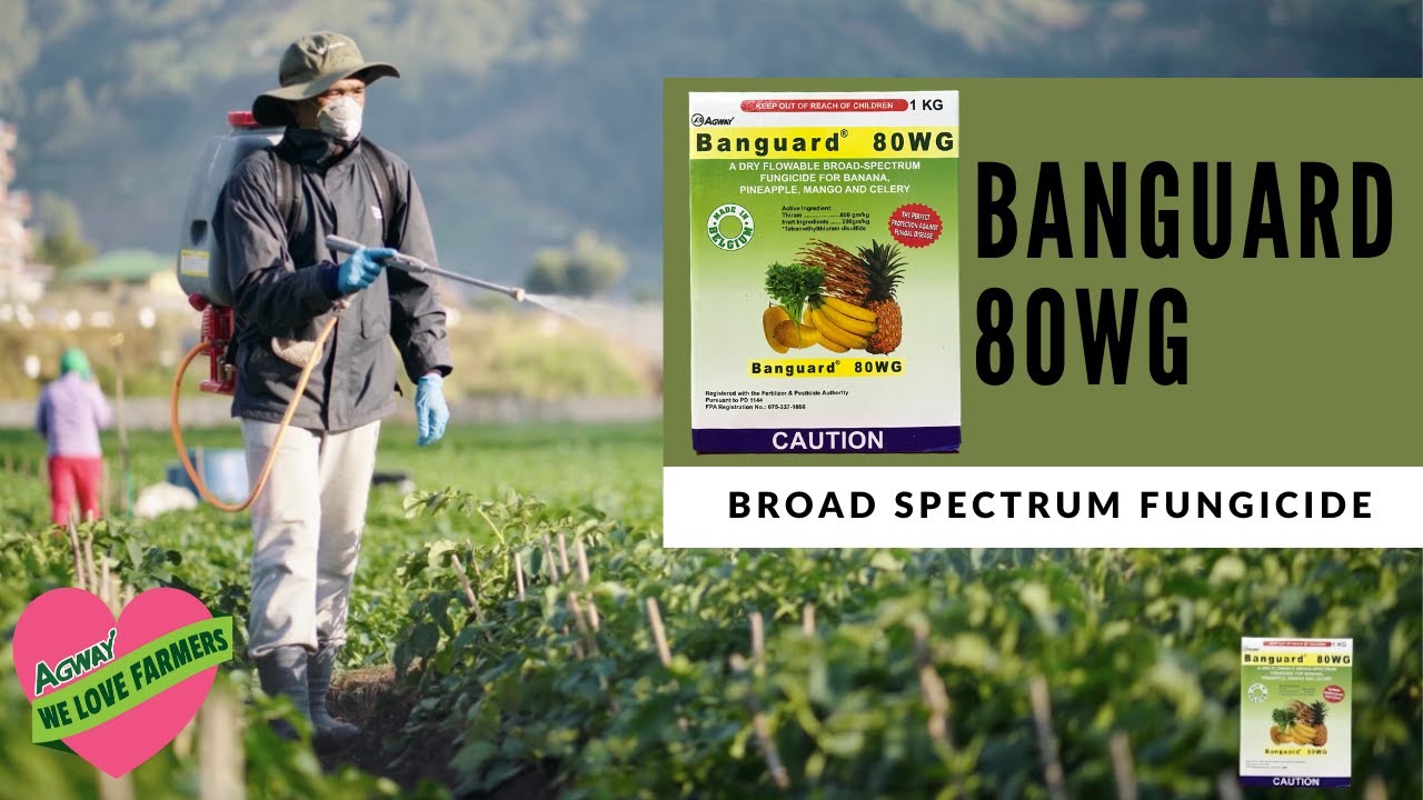 BANGUARD 80WG
