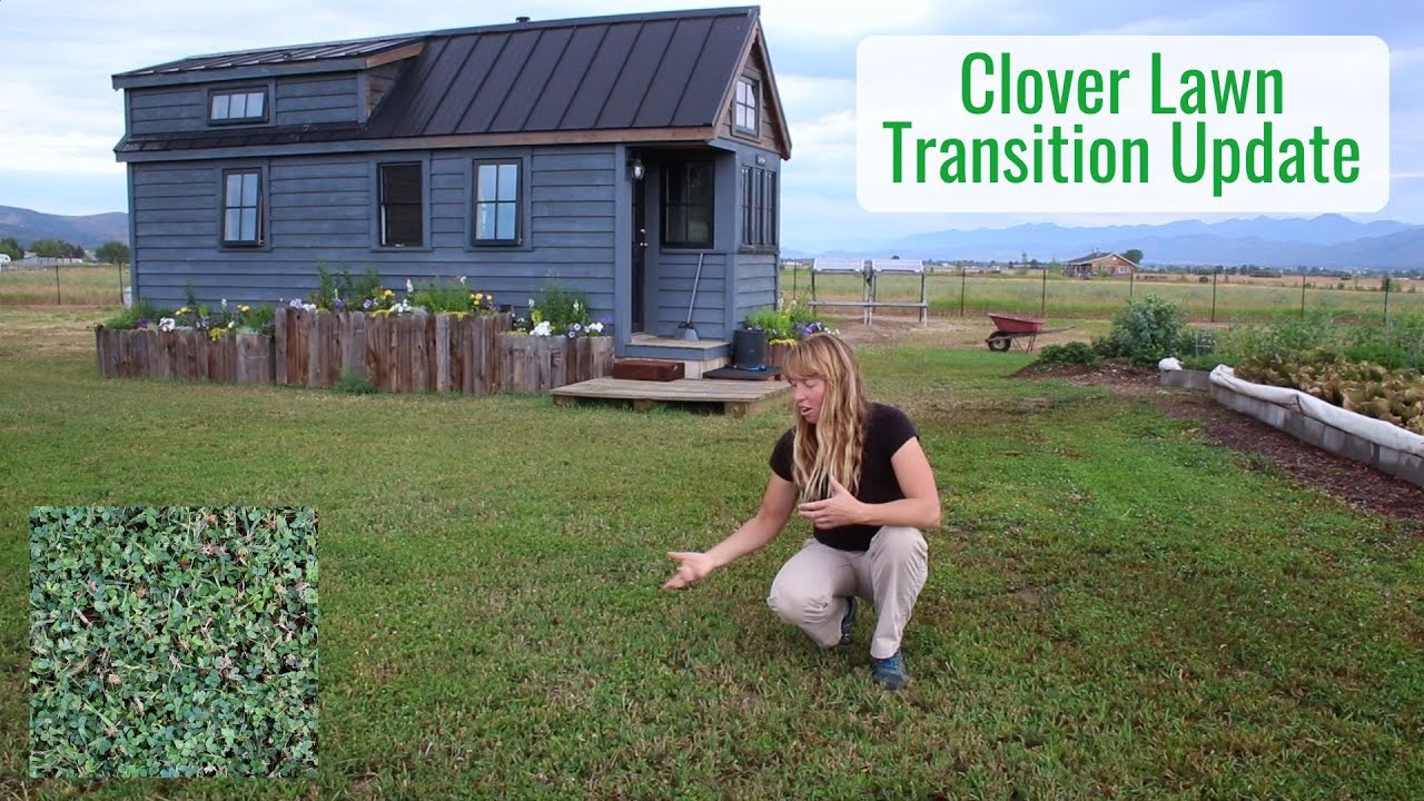 Mini Clover Lawn, How's it Doing Since We Planted It Last Year?
