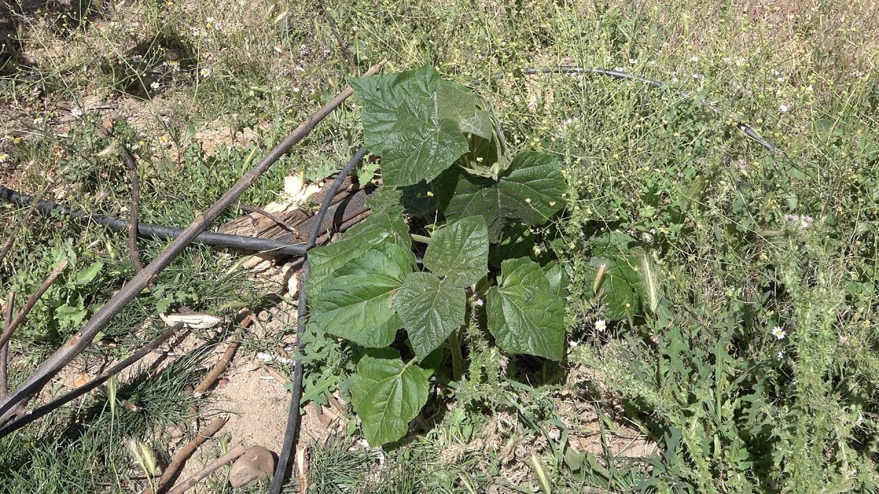 Back From the Dead: Paulownia Tree