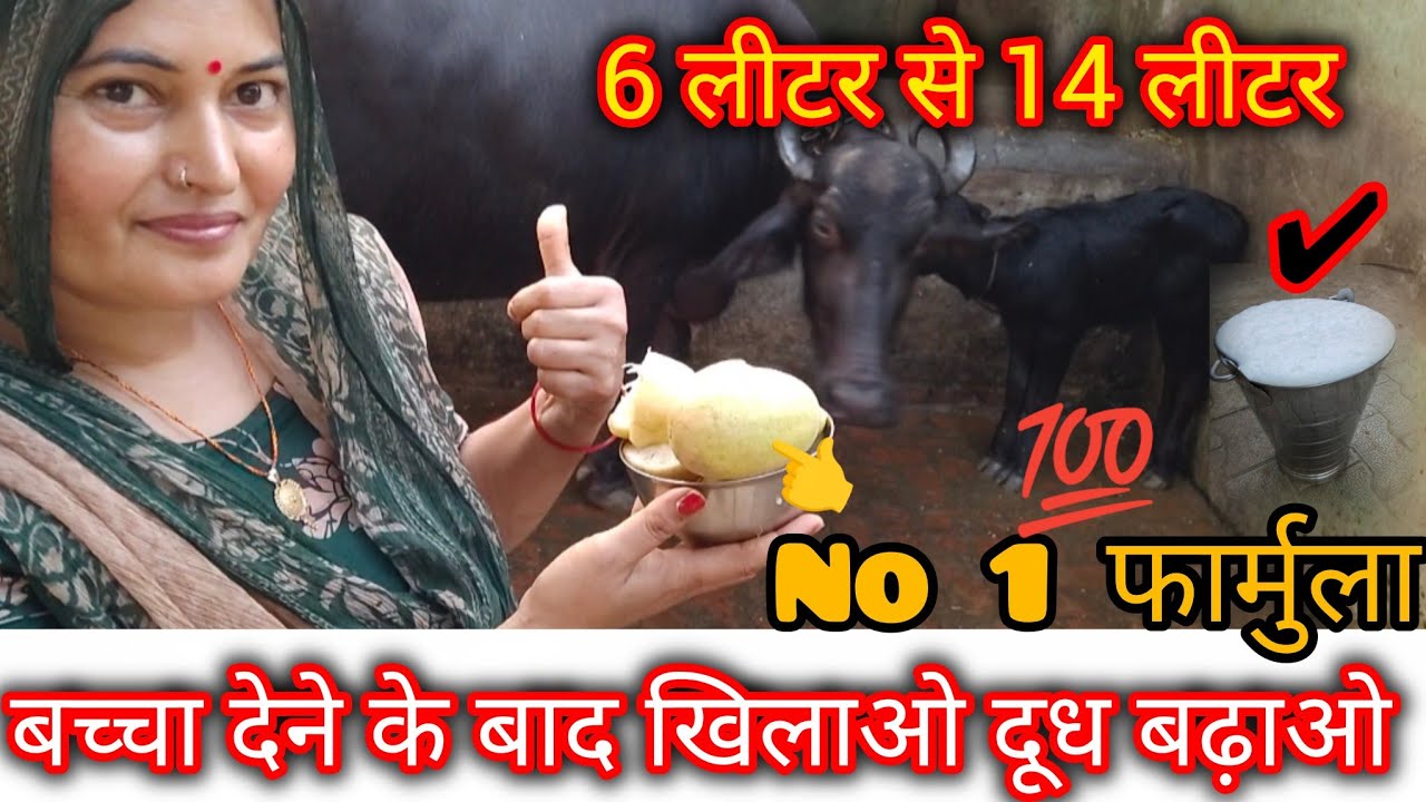 6 लीटर से 14 लीटर दूध 🥛 no 1 फार्मुला 👉 बच्चा देने के बाद नींबू खिलाओ ✅ दूध बढ़ाओ 💯|दूध कैसे बढ़ाए?