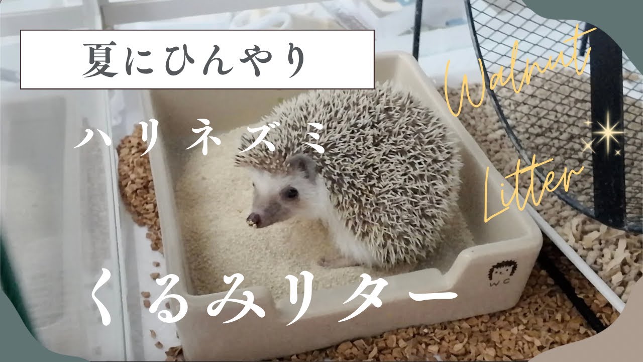 【ハリネズミ】くるみリター を敷いてみた【床材】