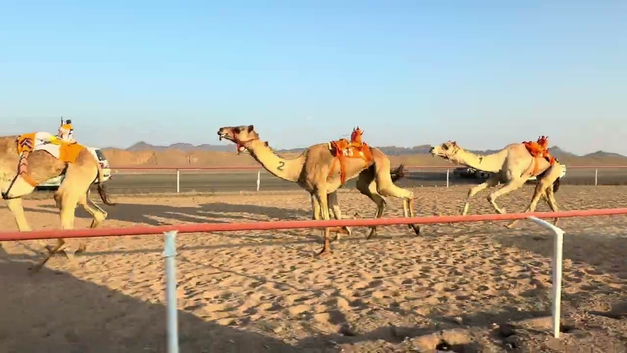 سباق الميادين 5 شوط 2 ثنايا قعدان 6ك سياف لـ  عبدالله دخيل الله الجهني 