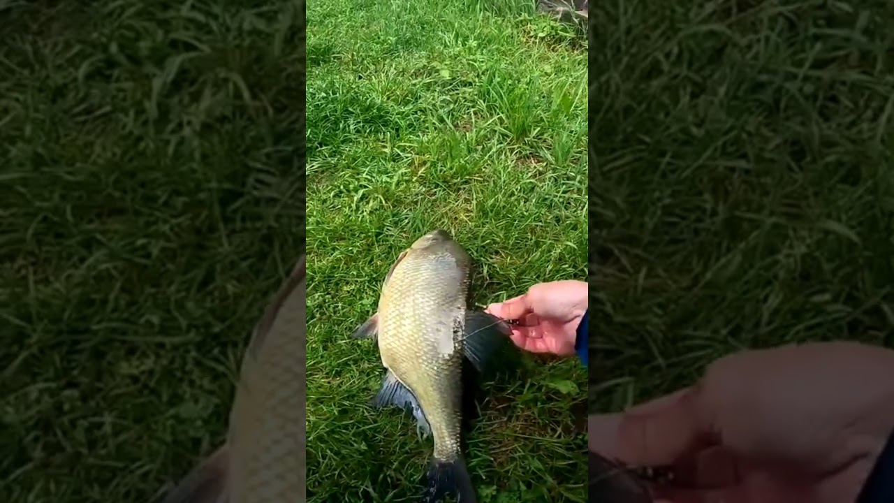 ЛЕЩ 302 #angeln #fishing #рыбалка #p&ecirc;che #釣魚