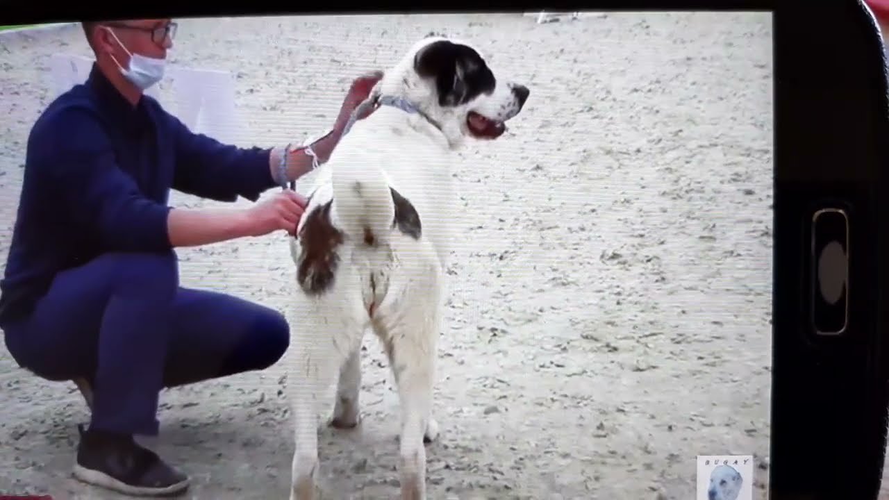 Бугай алабай. Ошибки хендлеров при показе собак на выставке.
