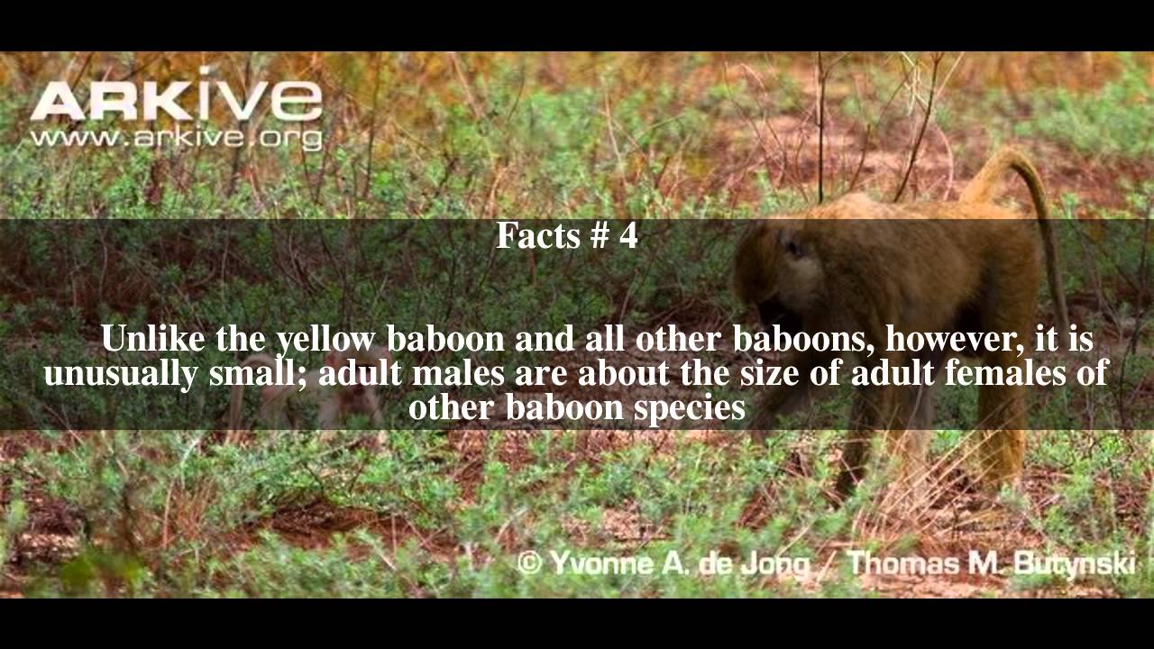 Kinda baboon Top # 8 Facts