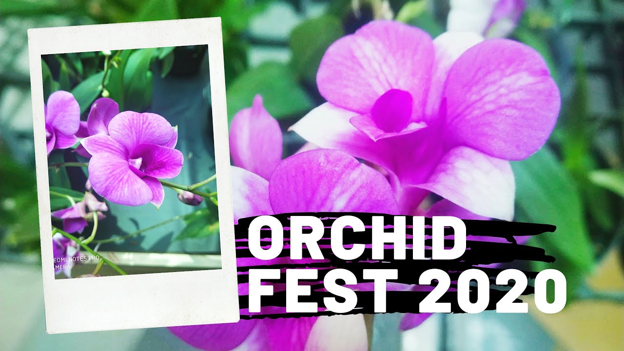 Rare Orchid fest 2020, kochi Oberon mall/ 1-9th Feb/plant shopping/salu koshy/Plants tips
