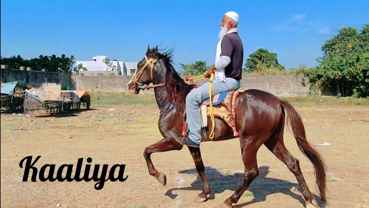 Sindhi Horse Kaaliya Ki Reval Chaal Ke Baare Mein Aapki Kya Rai Hai?