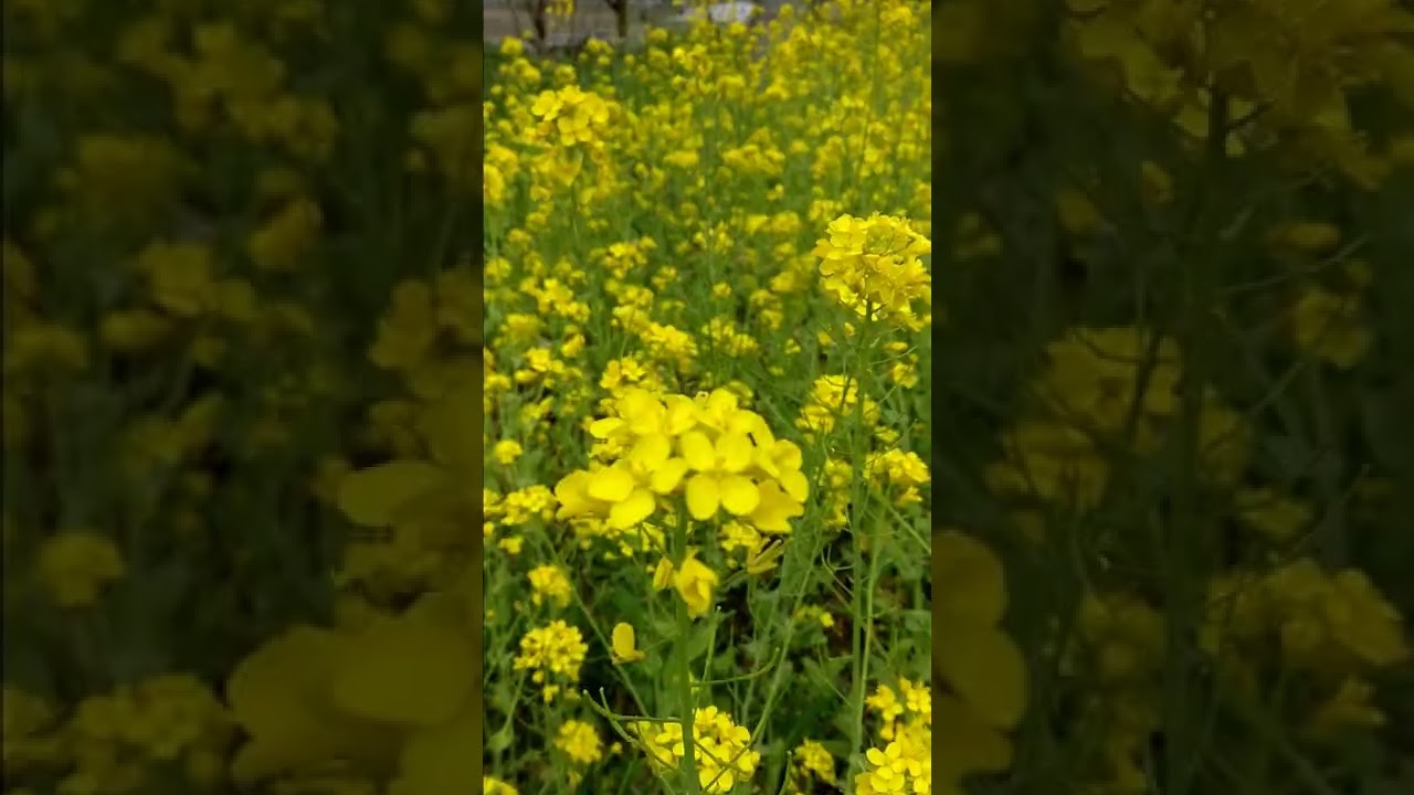 Spring season | Gilgit Baltistan
