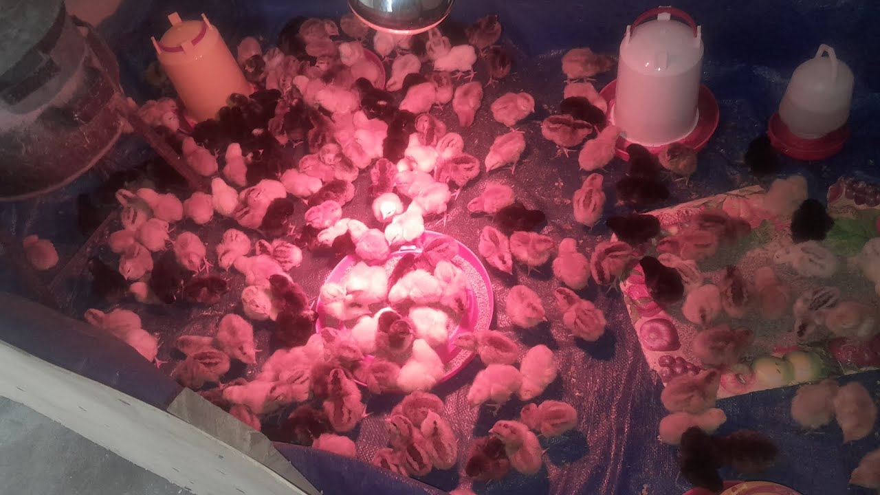 A DAY WITH MY CHICKENS