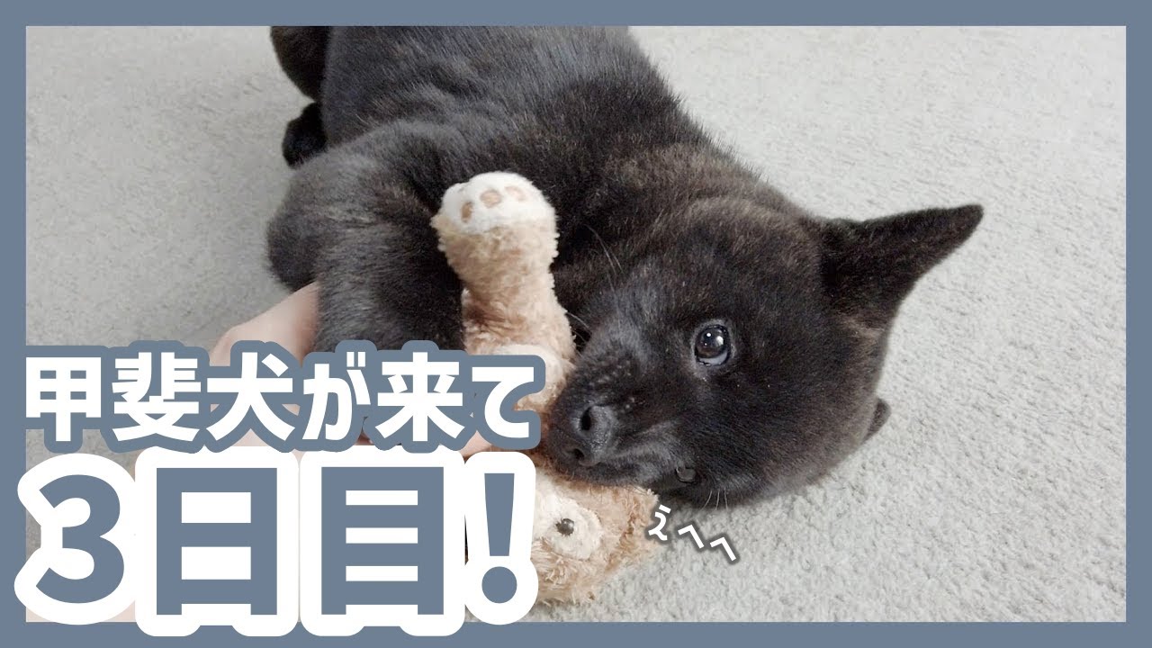 【甲斐犬】生後2ヶ月の子犬ツムギがおてんば娘すぎる！笑《子犬が来て三日目》
