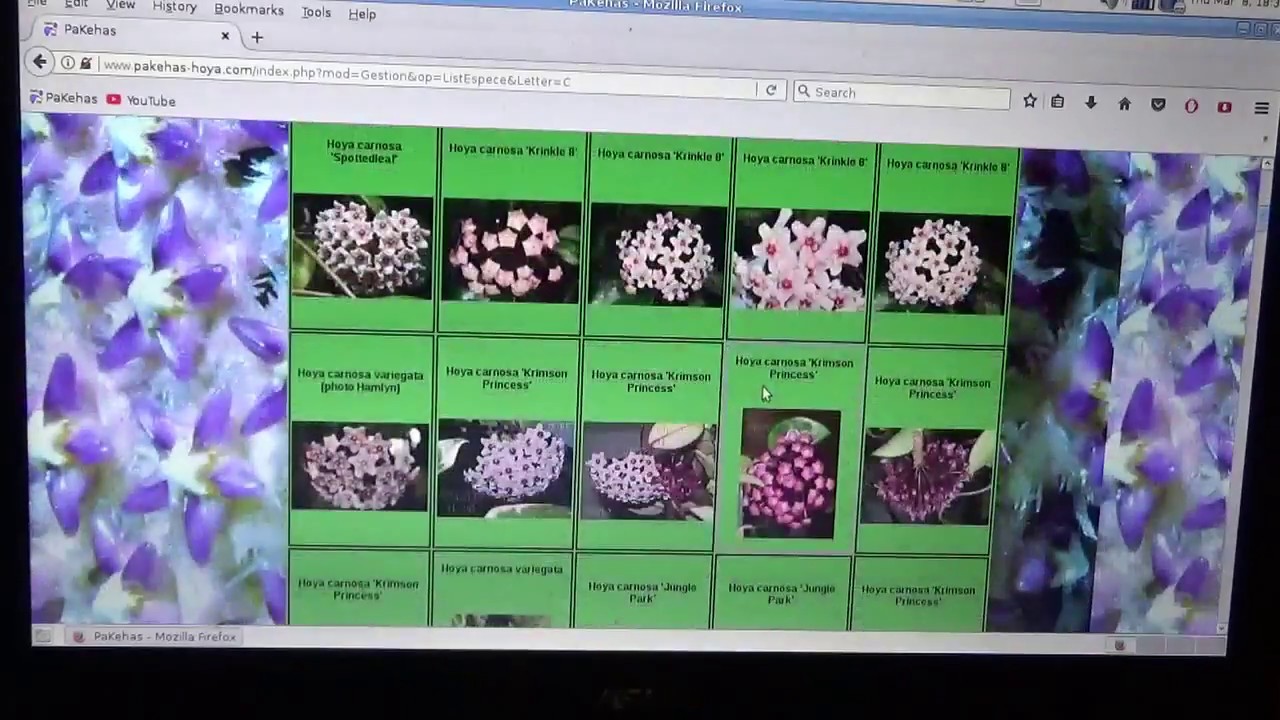 Где быстро взять информацию о хойях. PaKeha's Hoya