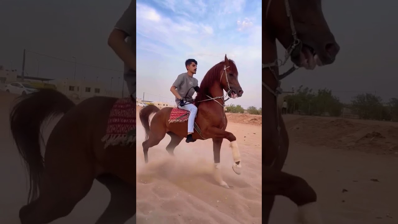 #خيل