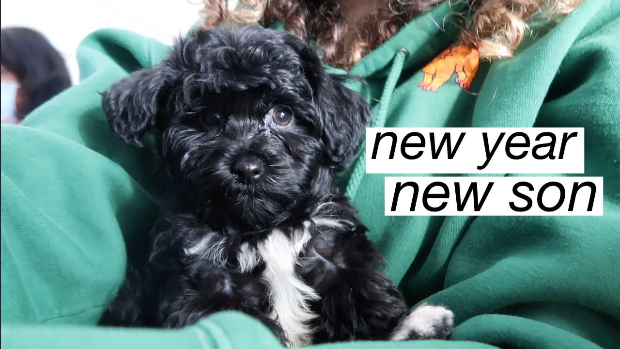 I GOT A PUPPY 😭💚 picking up my havanese from the airport