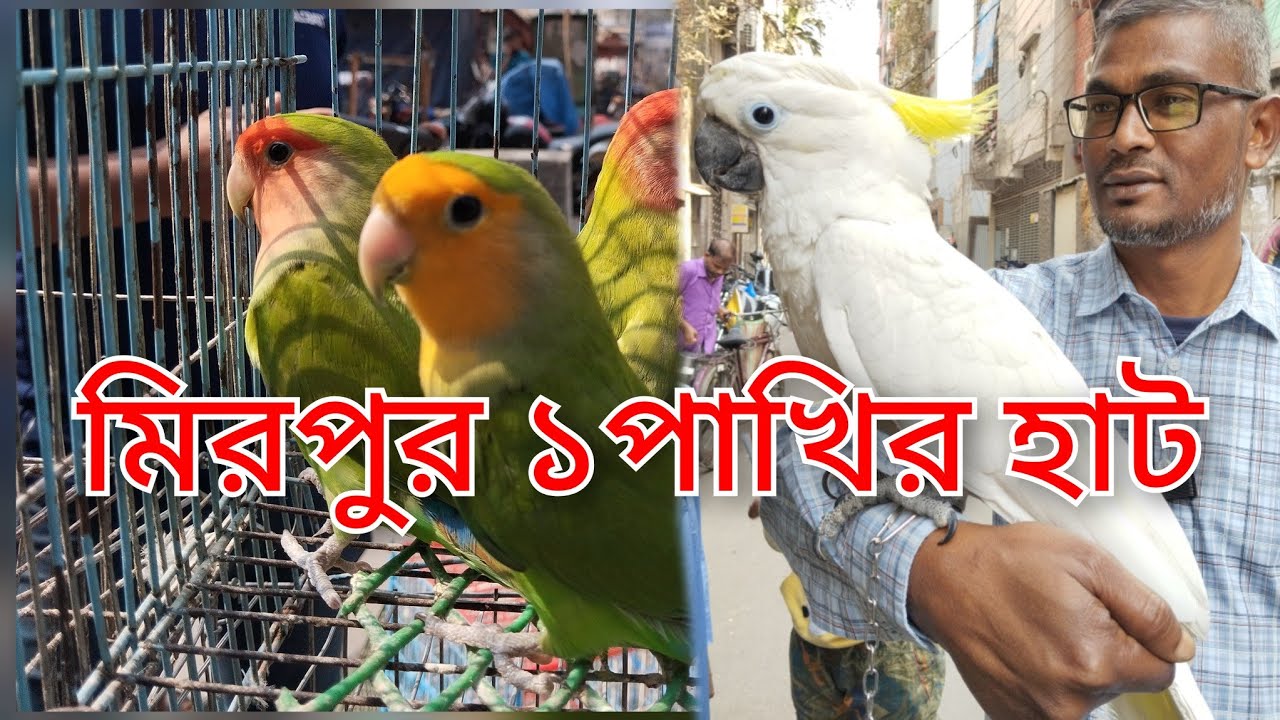 কম দামে ভালো পাখি 
