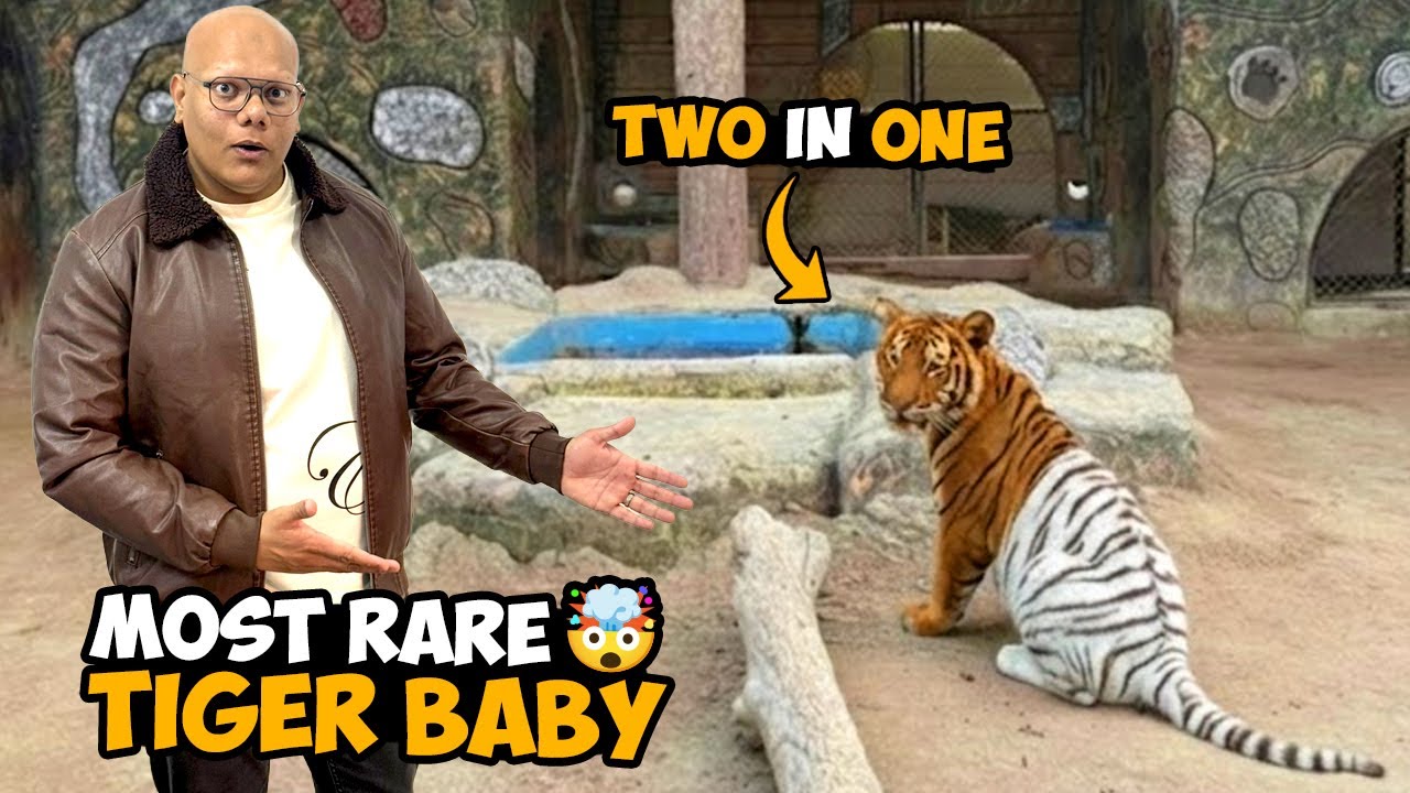 Sab Se Rare Two-Color Tiger Baby🐯✨ | BT Farm Stories