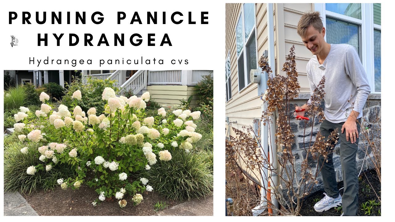 Pruning HYDRANGEA PANICULATA - Prune Hydrangea Correctly for more FLOWERS