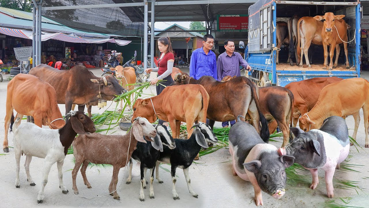 350 Days Use Truck To Buy Many Cows, Buffalos, Goats, Horse, Pigs Go To Market Sell For Villager